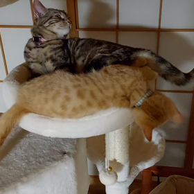 花と竜　３０の画像