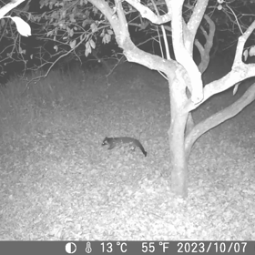 すぎぴたんの事件簿シーズン3　409話（届かない？ハクビシン）の画像