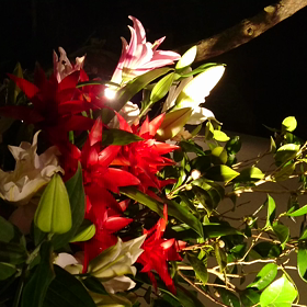 京都東山花灯路2018・⑤の画像