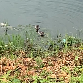 カイツブリまみれ＋の画像