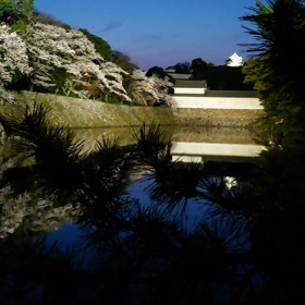 圧巻の桜！！の画像