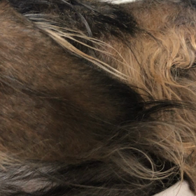 クゥークゥーの画像