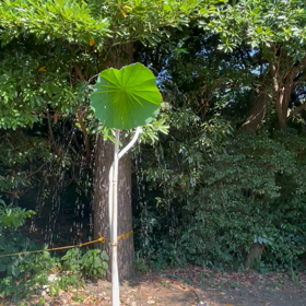 今日の三渓園！の画像