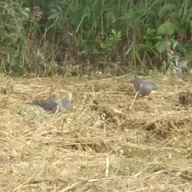 今日は３羽の画像