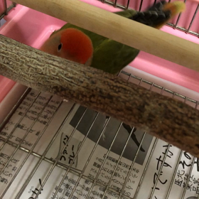 レイキティーチャー講座の画像