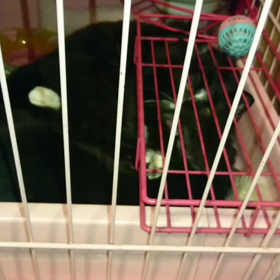 幕張ねこの譲渡会に参加します！の画像