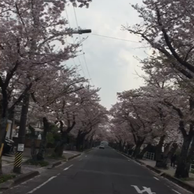 桜並木の通り抜け④の画像
