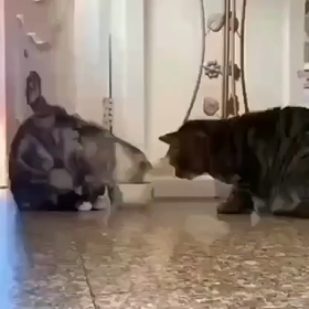 ほっこり動画の画像