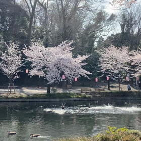 桜の画像