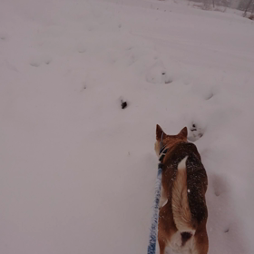 大雪の犬の散歩！！の画像