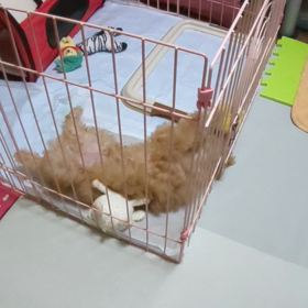 幼い姿が新鮮です❗️の画像