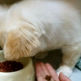 りつくんの画像