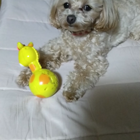 ココちゃん　幸せをありがとうの画像