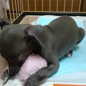 マー君がマーボーだった頃の画像