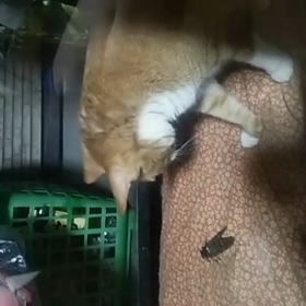 トラVS蝉☆の画像