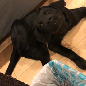 ディナさんの変な行動の画像