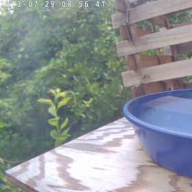 すぎぴたんの事件簿シーズン3　340話（メジロ偵察隊！）の画像