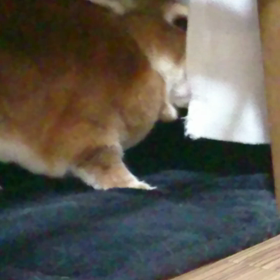 動く…動く…忙しいねの画像