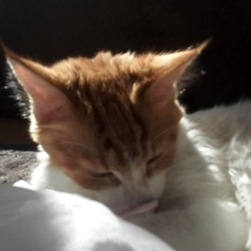 洗濯日和の画像