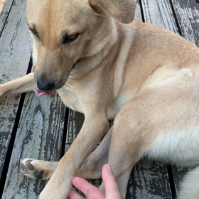 ツンデレなリオの画像