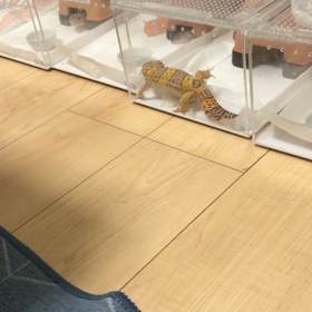 モカちゃん　掘る掘るの画像