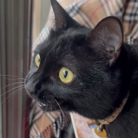 鳩が来たの画像