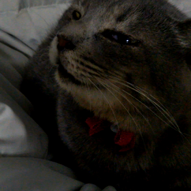 風邪ひき猫(ΦωΦ)の画像