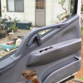 ジョウビタキ⑫ジョビと一緒に大パニックの画像