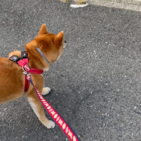 可愛い動画とネコと悲しい出来事。の画像