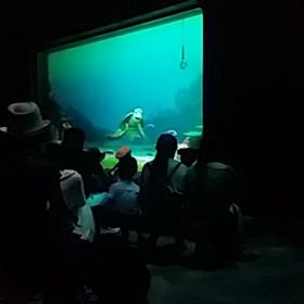 杏誕生日ディズニーシー動画の画像