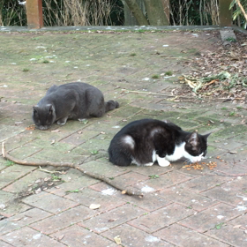 西公園の猫たちの画像
