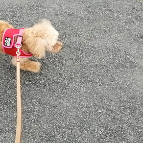 まだ梅雨入りしてなかった？の画像
