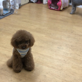 日曜日の幼稚園です。の画像