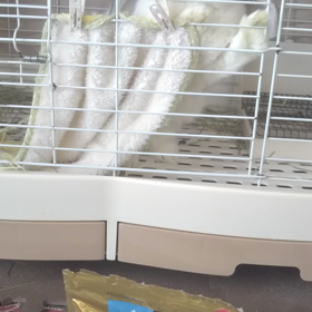 おねだり上手の画像