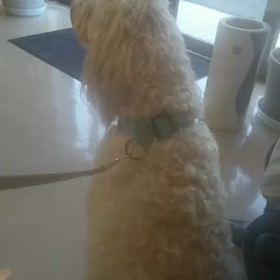 ゴールデンドゥードルの画像