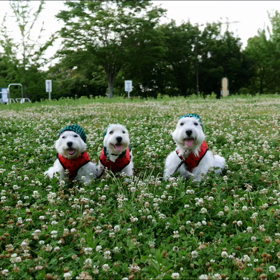 シロツメクサとスイカ三兄妹の画像