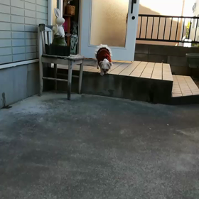 新年の遊び始め♪の画像