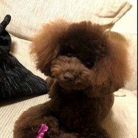 ありがとうの画像