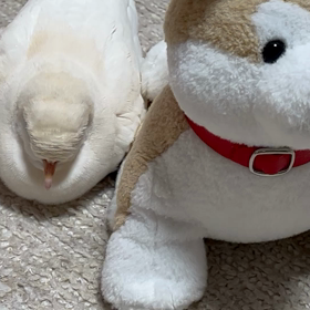 添い寝うーちゃんの画像