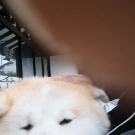 お天気良しのはずが今朝も少雨なれど、雨に少し降られて雨宿り休憩。もちろん、未来丸は大喜び‼️の画像