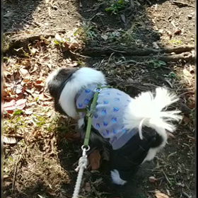 短い足を、どこ  までも❤️の画像