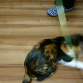 目が回るぅの画像