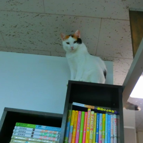 猫カフェムービー 46、47  保護猫カフェねこごこちの画像