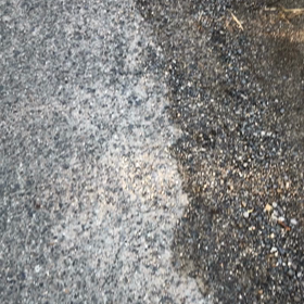 朝散歩 パート①ワン(ᵔᴥᵔ)の画像