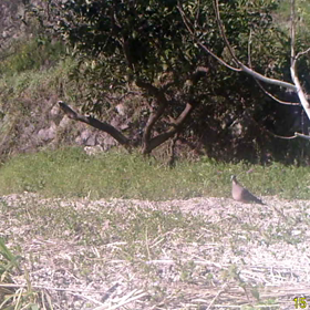 すぎぴたんの事件簿　シーズン２　１１０話の画像