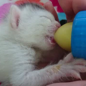 大きくなぁれの画像