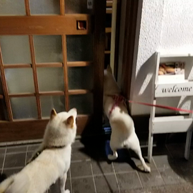 夜のお散歩の定番 ときの馴染みのお店ができる (」ﾟoﾟ)」<来たよ〜の画像