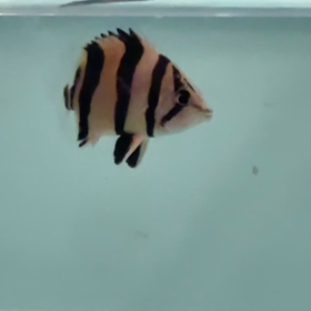 S様ダトニオドハマリ！リアルバンドご成約！の画像