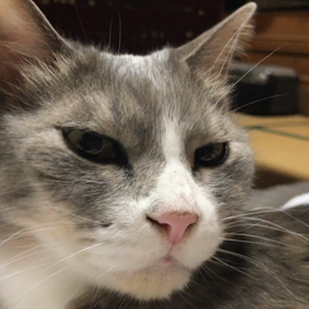 猫のゴロゴロの画像