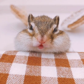 シマリスちょこおじさん？！の画像